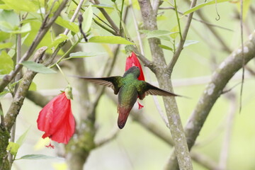 Colores vivos de aves de mi región.