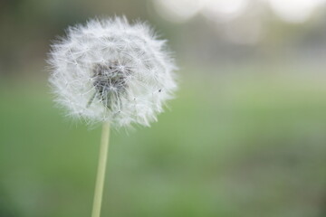 Photograph of Taraxacum officinale taken against a blurred background