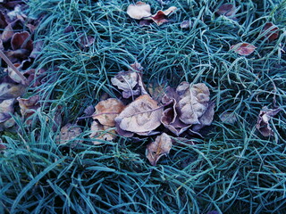 Plants covered with frost at dawn