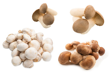 Eringi mushrooms isolated on white  background.