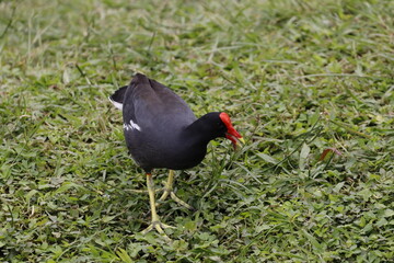 Colores vivos de aves de mi región.