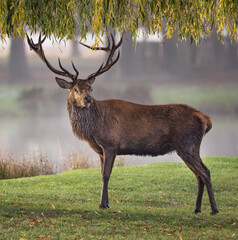 Portrait of a male Red Deer