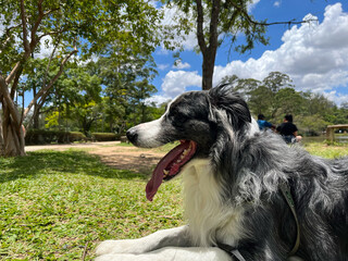 Resting cadu in Carmo´s park