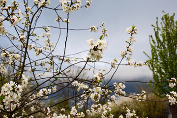Cherry branches with flowers against a cloudy spring sky