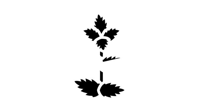mint leaf glyph icon animation