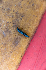 Small black caterpillar crawling over a plastic surface.