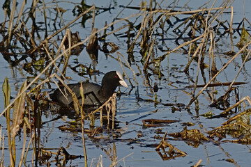 Eurasian coot swimming in the marsh of Bourgoyen nature reserve, Ghent, Flanders, Belgium - Fulica...