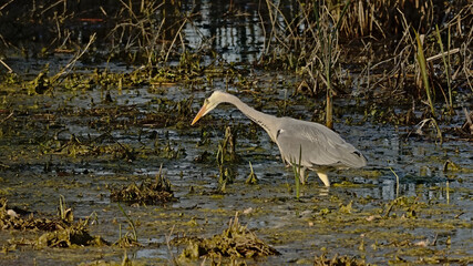 Fototapeta na wymiar Great grey heron foraging in the marsh - Ardea cinerea.