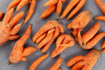 Many Deformed conjoined carrots, close-up. Ugly vegetables abnormal shape. Curved funny carrots....