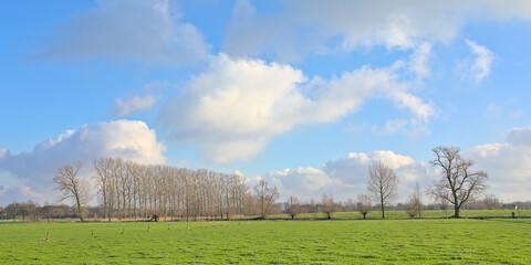 Fototapeta na wymiar Sunny winter landscape with lush green meadow and a row of bare pollarded willow trrees with big cumulus clouds and blue sky above in, Oude Kalevallei, Flanders, Belgium 
