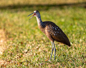 Screaming bird