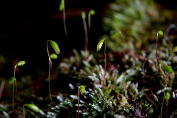 Moss macrophotography with seed on black background