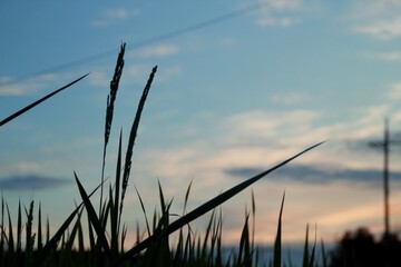 Obraz premium sunset in the field
