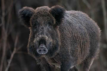 Fototapeta na wymiar Wild boar in snowy winter scenery