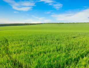 Wheat field and blue sky.