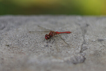 Close up dragonfly sitting on concrete