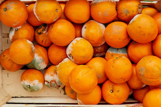 Oranges in a wooden box are covered with mold due to long storage.