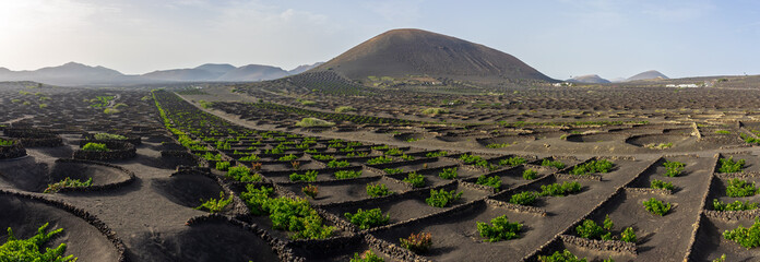Fototapeta premium Panoramic view on typical vineyards of black lava soil. La Geria. Lanzarote, Canary Islands. Spain.