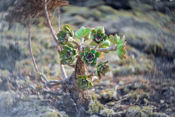 One of the succulents of the genus Echeveria. Lanzarote. Canary Islands. Spain. Art lens. Swirl bokeh. Focus on the center.