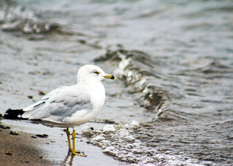 Obraz premium Seagull Looking On