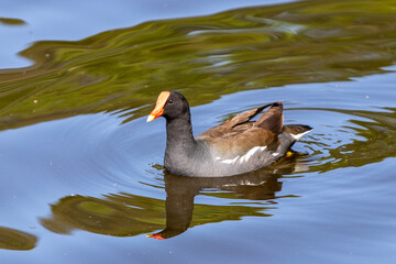 duck in the water