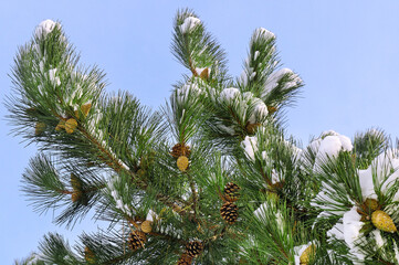 Pine branch with cones , snow and blue sky.