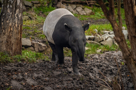 Big black and white tapirus animal in winter dirty cloudy day
