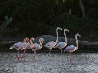 A picture of some flamingos