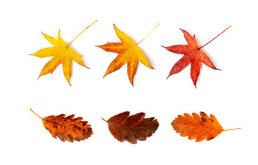 Autumn Leaf Set Isolated, Colored Autumn Tree Leaves, Red Orange Foliage, Fall Leaf on White Background