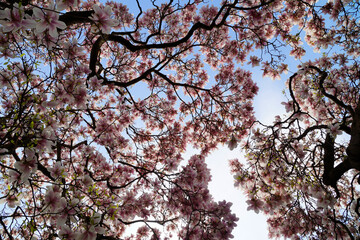 a vast magnolia tree with pink flowers sprawled against the blue spring sky	