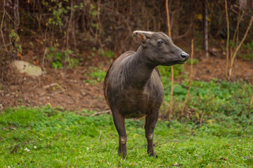 Ox animal on green grass in autumn wet day