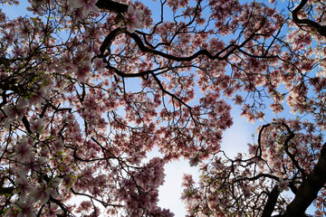 a vast magnolia tree with pink flowers sprawled against the blue spring sky	
