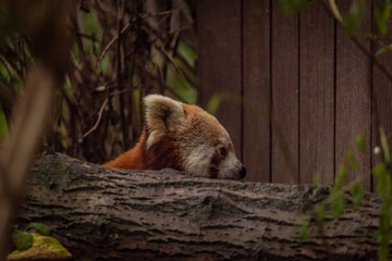 Red pand bear on tree in autumn cloudy wet day
