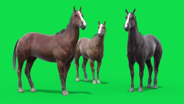 Group of Horses Idle Green Screen Animals 3D Animations Rendering CGI 4K