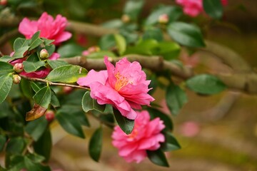 Sasanqua ( Camellia sasanqua ) flowers.
Theaceae evergreen tree. Blooms from October to December.