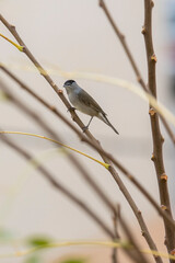 male blackcap on a tree branch in southern spain