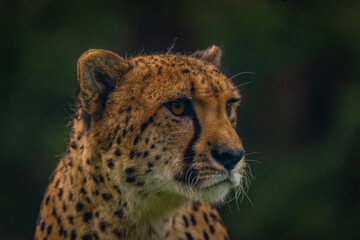 Cheetah animal in color autumn cloudy dark day