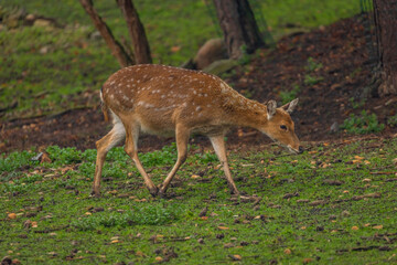 Baby deer on green grass in dark autumn forest