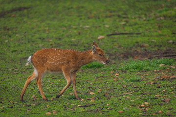 Baby deer on green grass in dark autumn forest