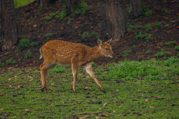 Baby deer on green grass in dark autumn forest