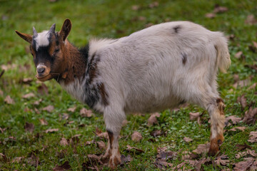 Young goat on green autumn grass in cloudy day