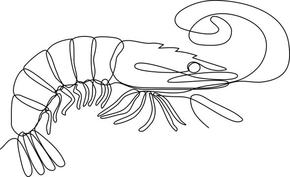 recommend clip art: Shrimp continuous line drawing vector