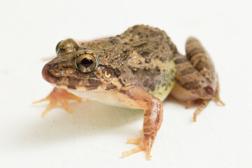 Crab eating frog or mangrove frog Fejervarya cancrivora isolated on white background
