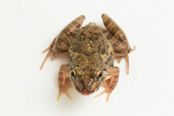 Crab eating frog or mangrove frog Fejervarya cancrivora isolated on white background
