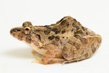 Crab eating frog or mangrove frog Fejervarya cancrivora isolated on white background
