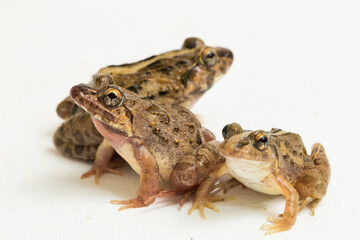 Crab eating frog or mangrove frog Fejervarya cancrivora isolated on white background
