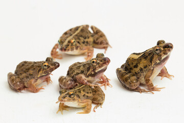 Crab eating frog or mangrove frog Fejervarya cancrivora isolated on white background
