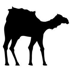camel animal black silhouette