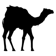 camel walking black silhouette