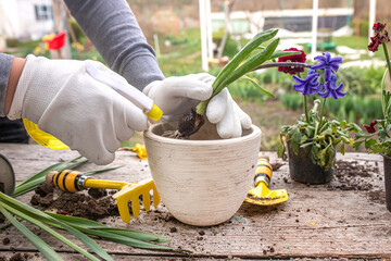 Transplant Hyacinthus, hyacinths in protective gloves. Handling hyacinth bulbs. cupping plants....